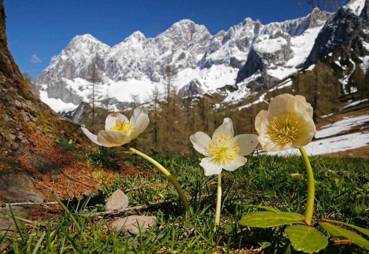 Appartementhaus Finis Ramsau am Dachstein Zewnętrze zdjęcie